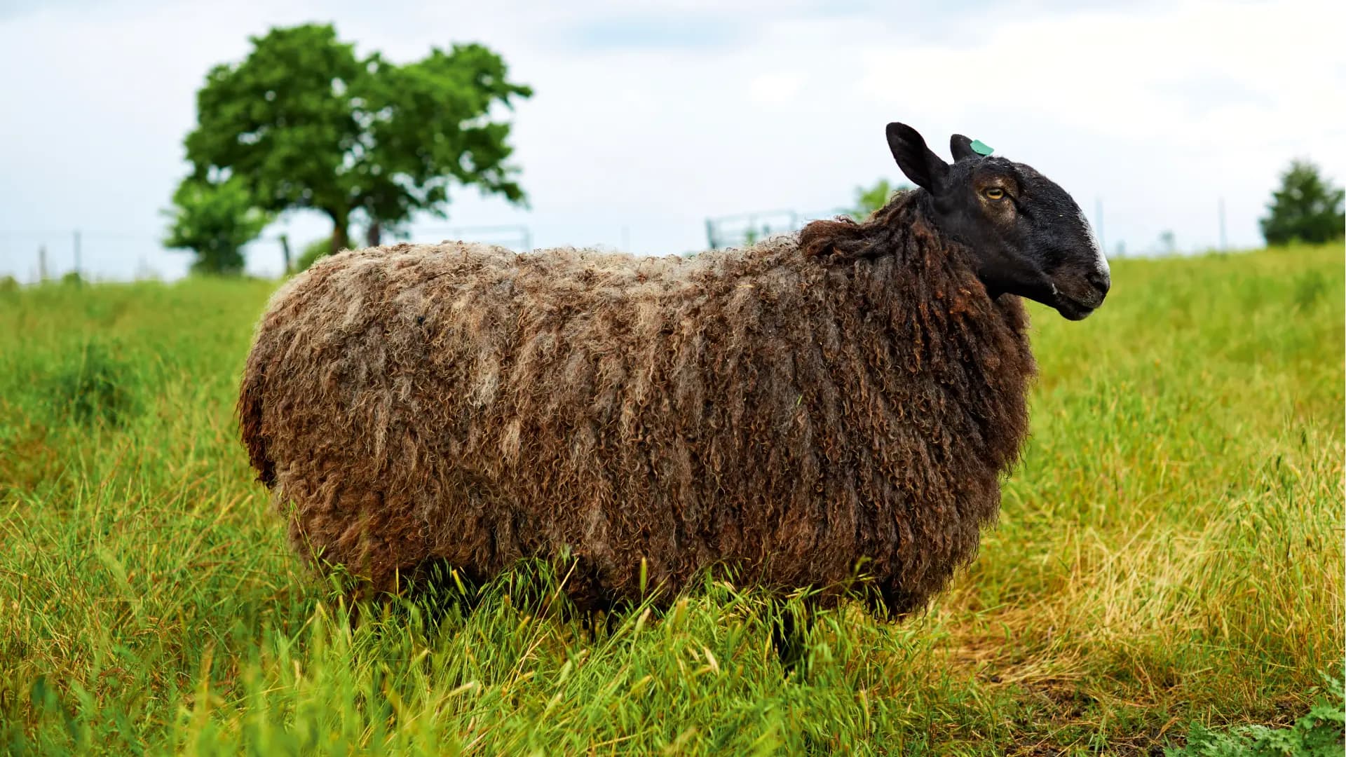 Elizabeth Eakins - 1